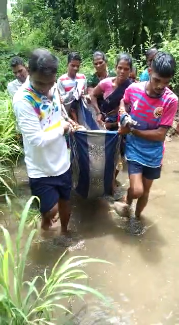 pregnent women carried on doli