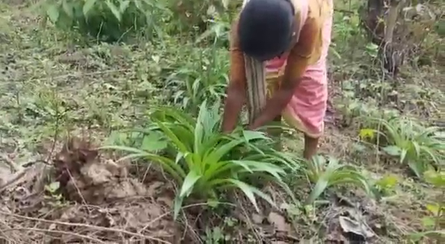 Tribals from Alkoli village in Bhiwandi area of Thane district have been foraging the nearby forest areas for wild roots and vegetables to sell them