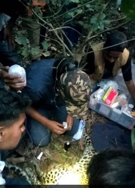 Leopard cub with head stuck in plastic jar rescued after two days