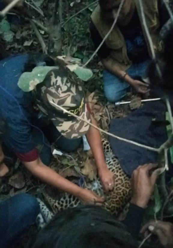 Leopard cub with head stuck in plastic jar rescued after two days