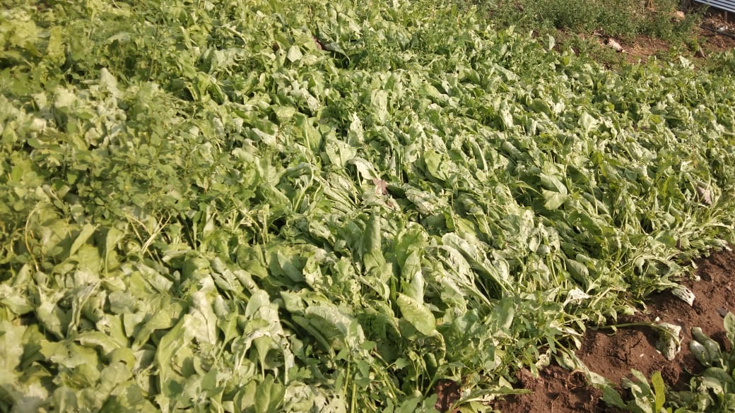 Rabi Crop effected by heavy rain in Wardha