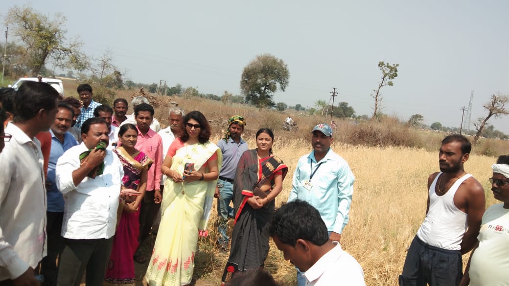 Rabi Crop effected by heavy rain in Wardha