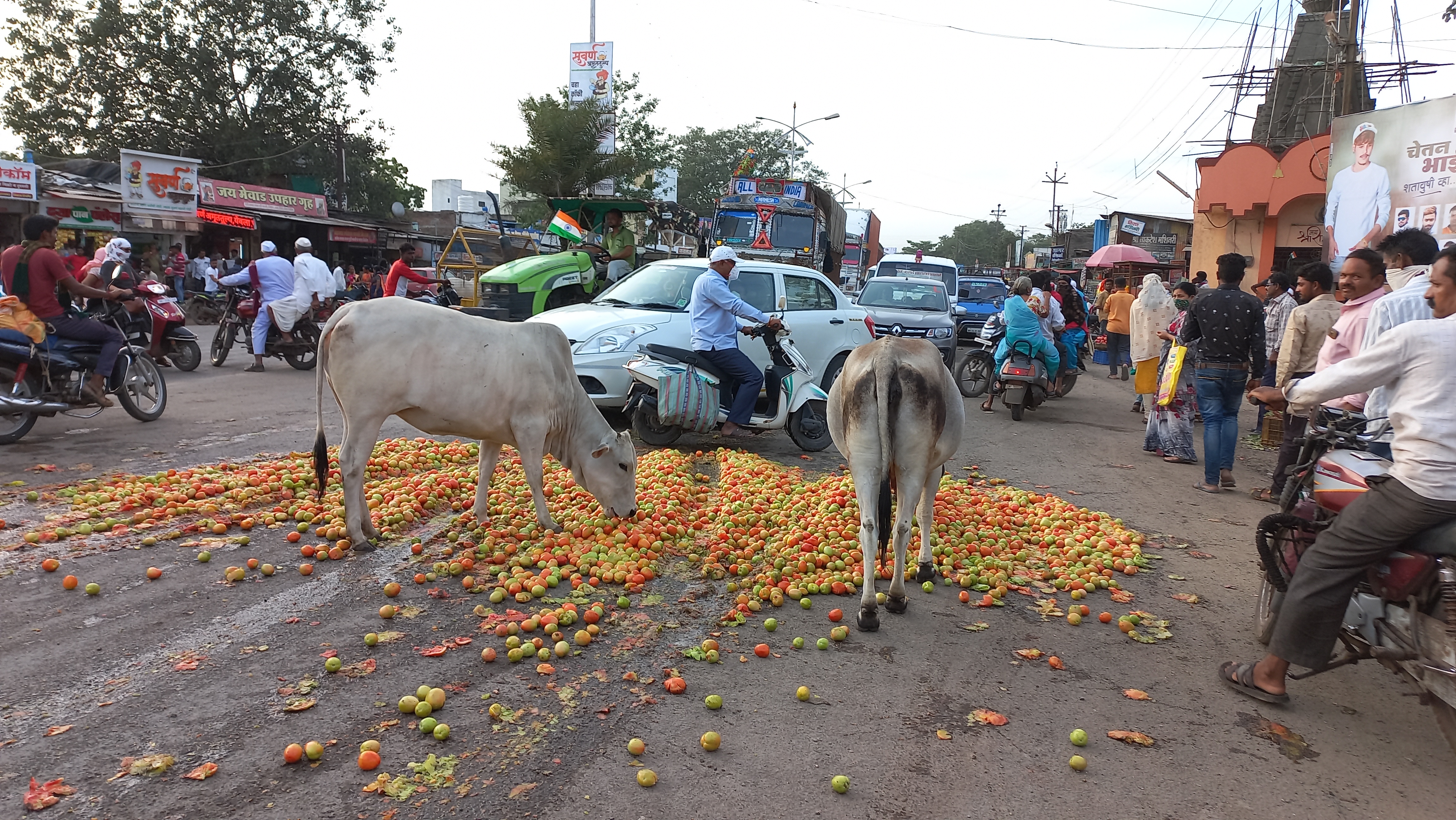 शेतकऱ्याने टोमॅटो फेकले रस्त्यावर.