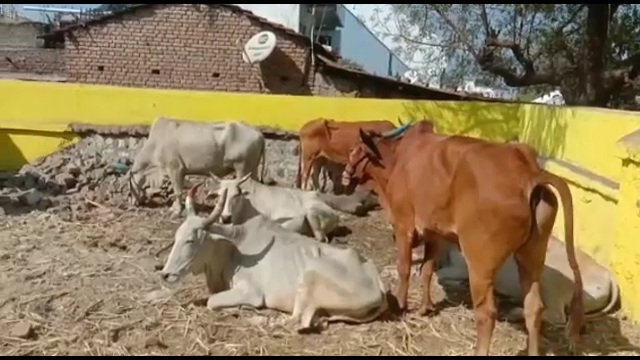 Cattle  rescued from a pickup