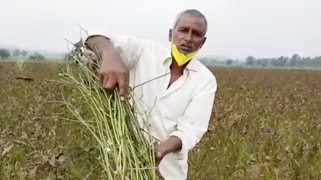 शेतीपिकांचे झालेले नुकसान