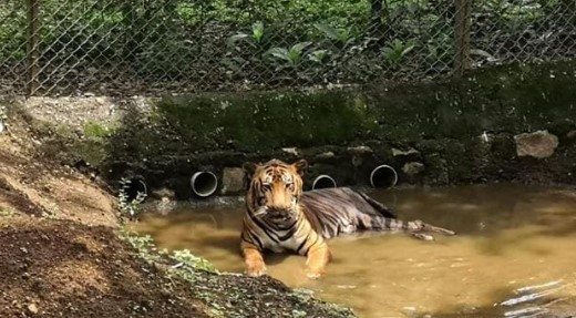 સંજય ગાંધી નેશનલ પાર્ક