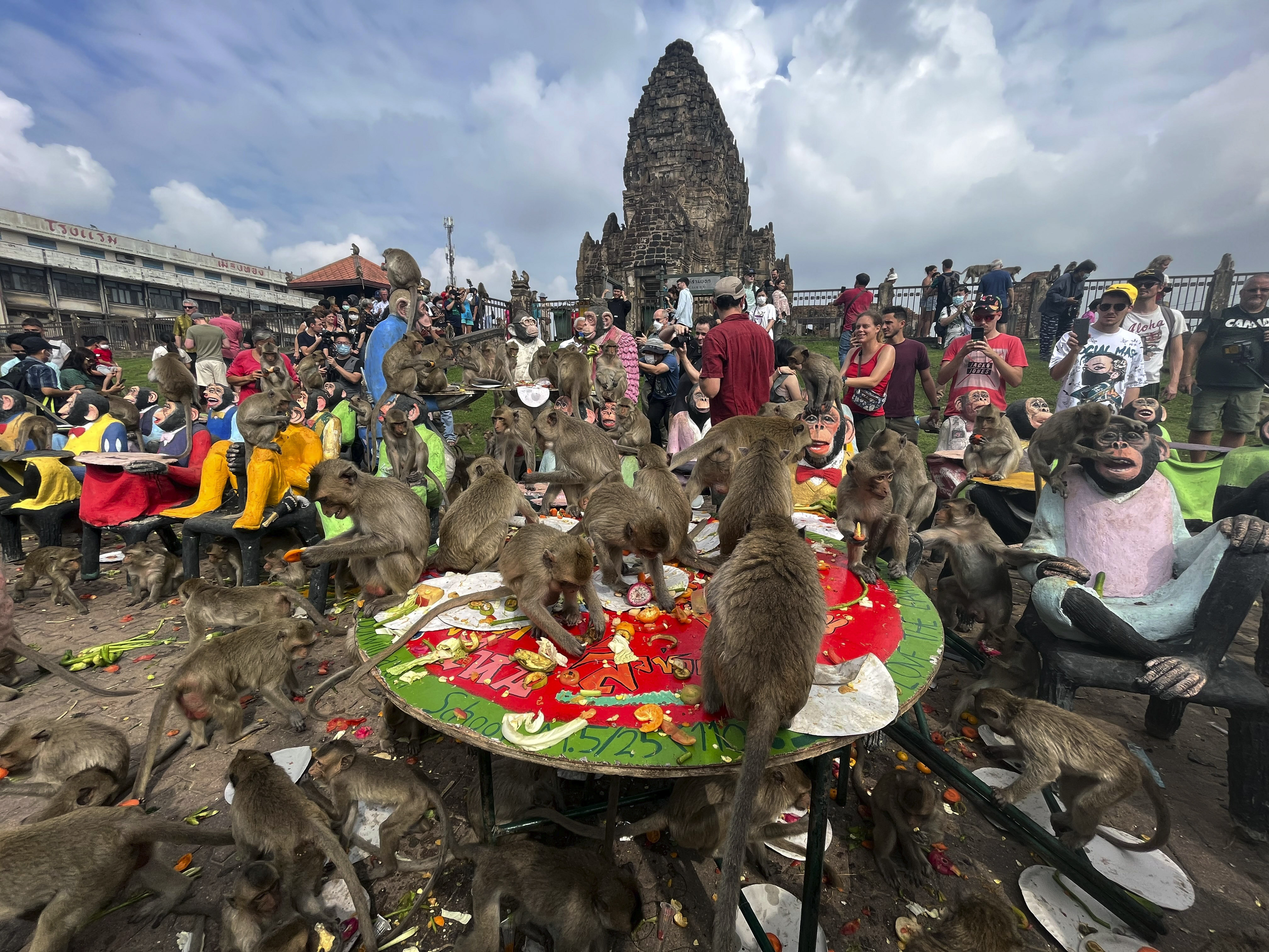 Monkeys-in-central-Thailand-city-mark-their-day-with-feast