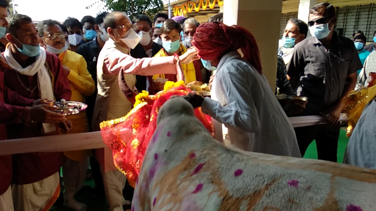 CM Shivraj Singh performed cow worship