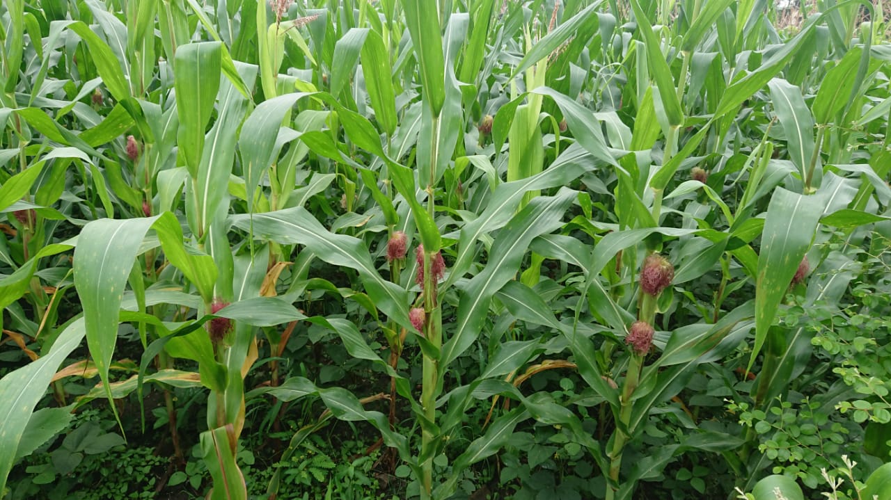 Corn crop