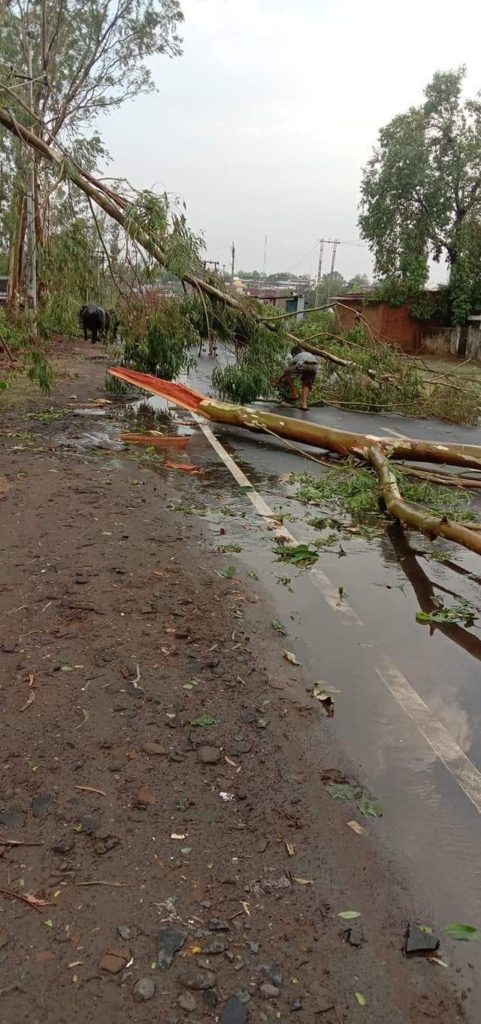 Trees and poles fell from strong storm and storm