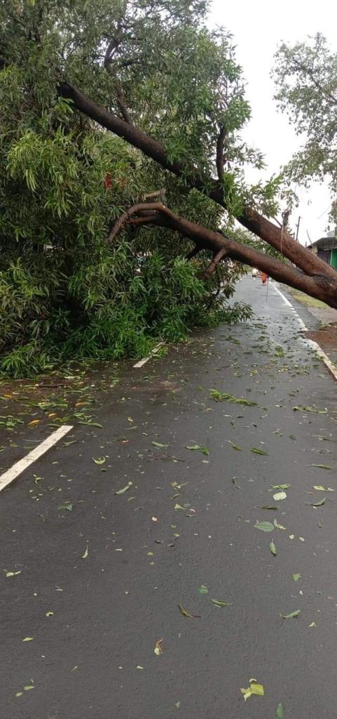 Trees and poles fell from strong storm and storm