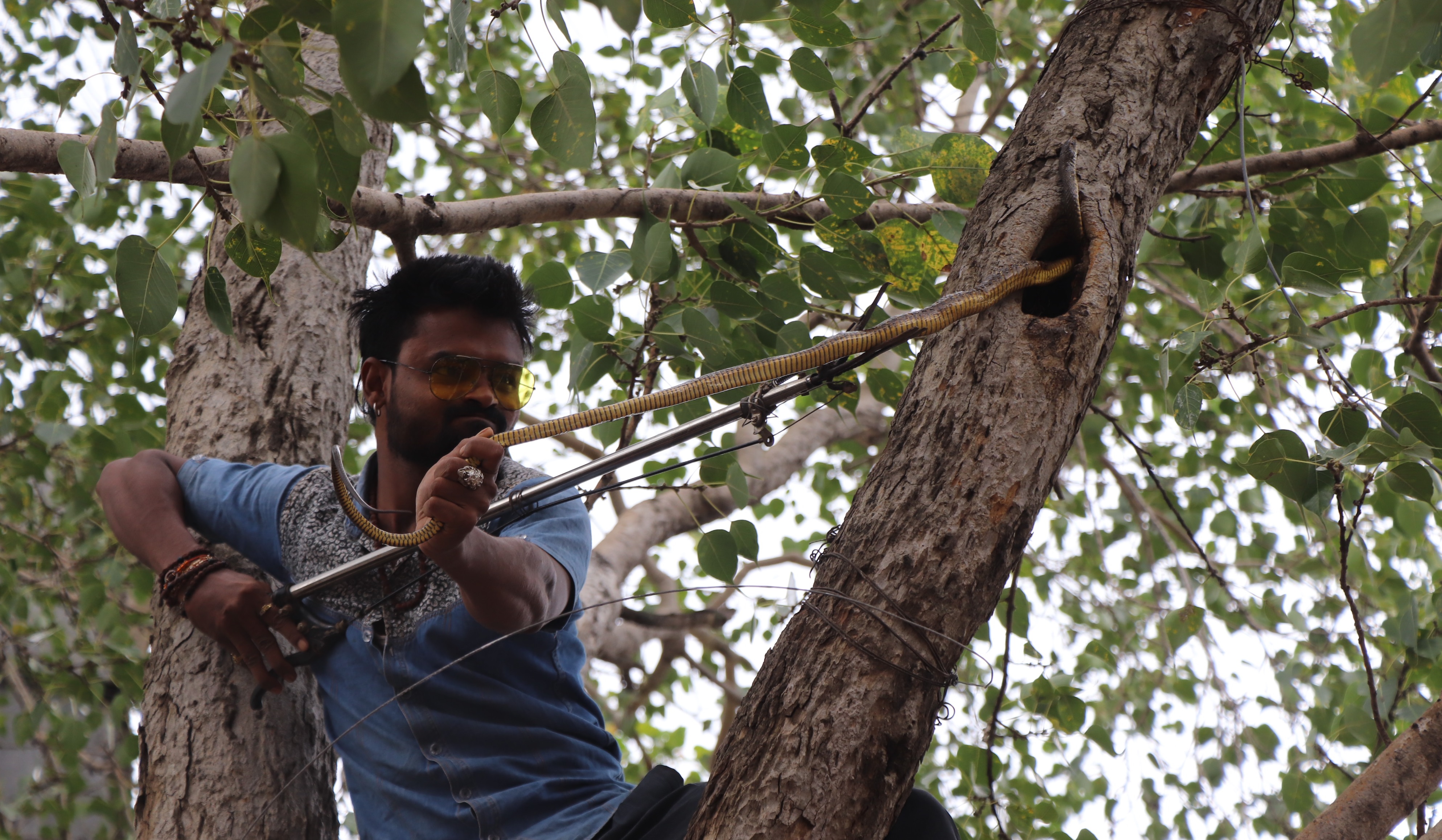 Snake rescue