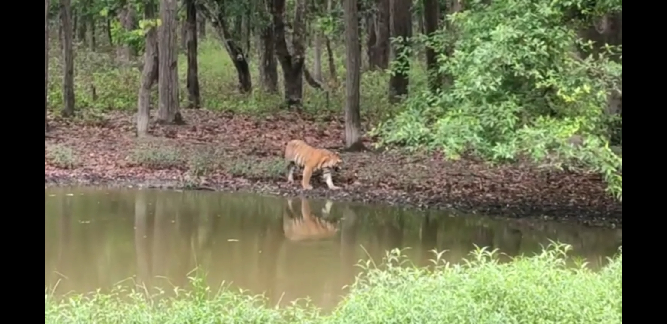 from 15 june Safari started in Kanha National Park of balaghat