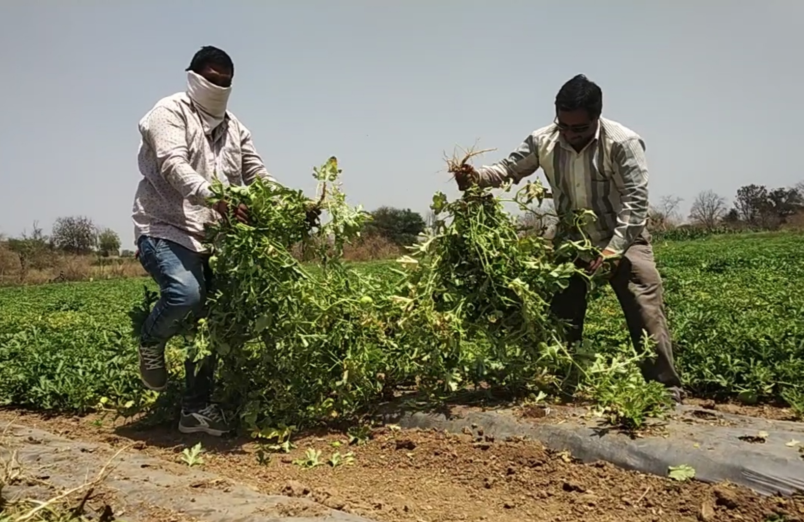 Farmers destroying produce