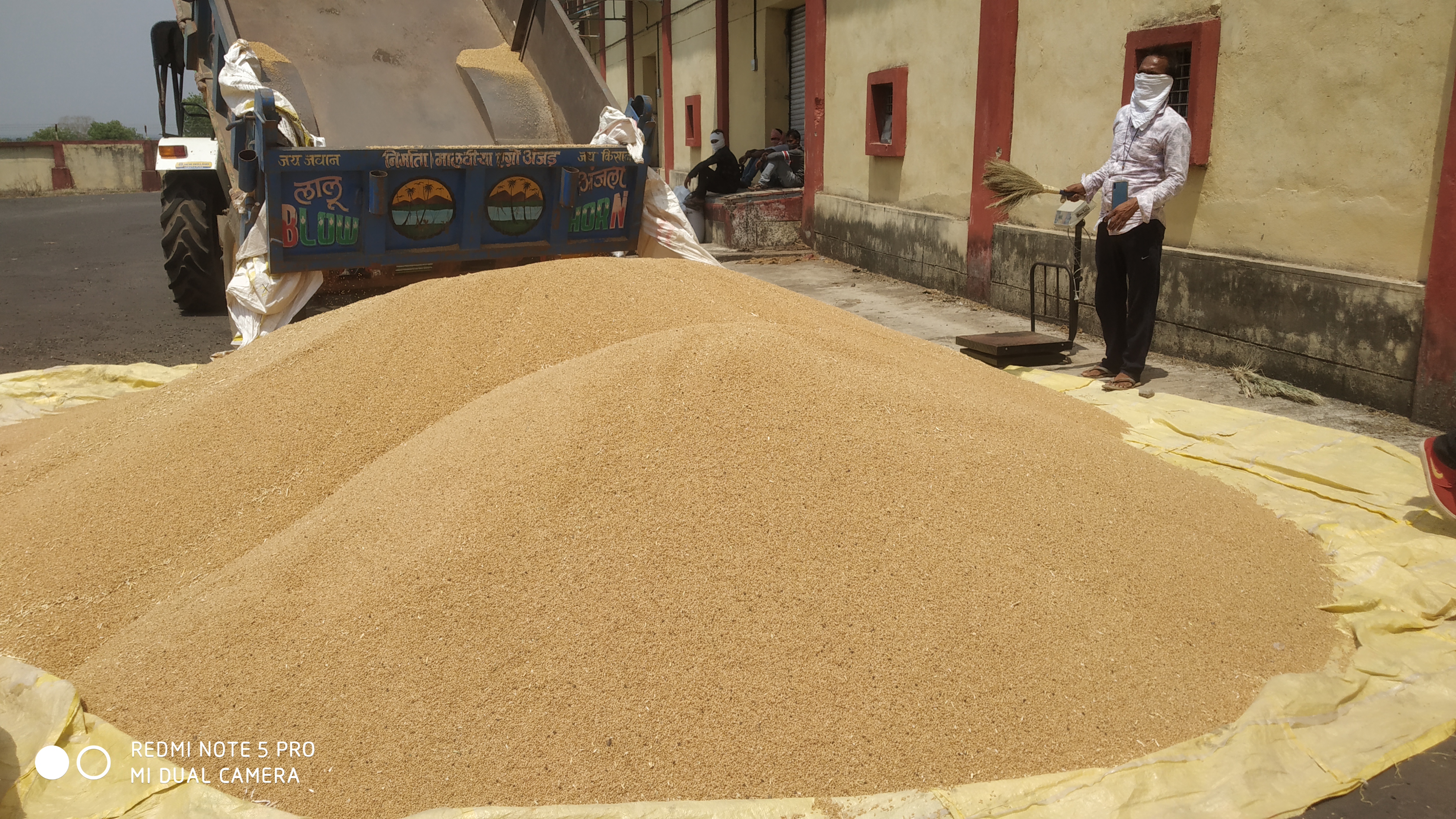 Purchase of crops started in Barwani