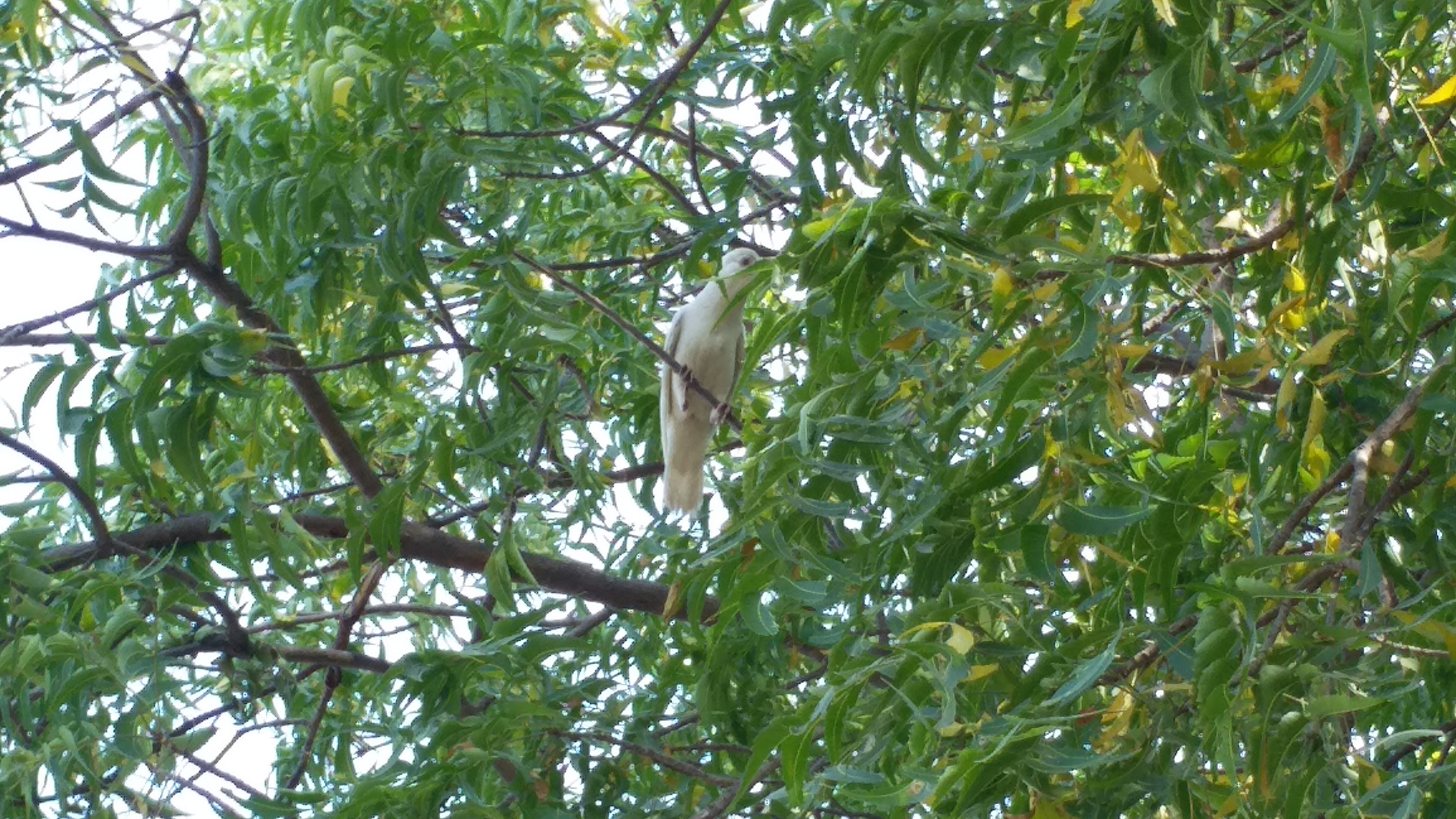 A white crow arrives daily at an ashram in Barwani