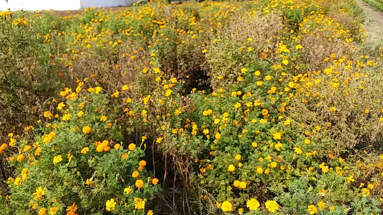 Virus attack on flowers