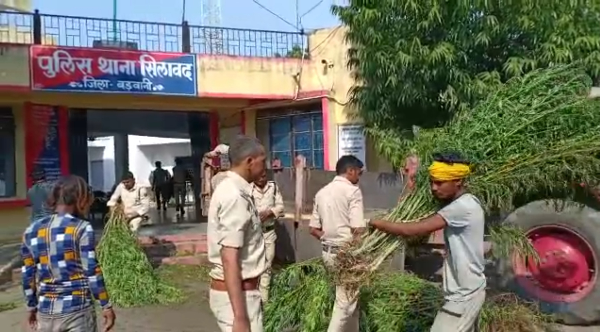 Police seizing cannabis