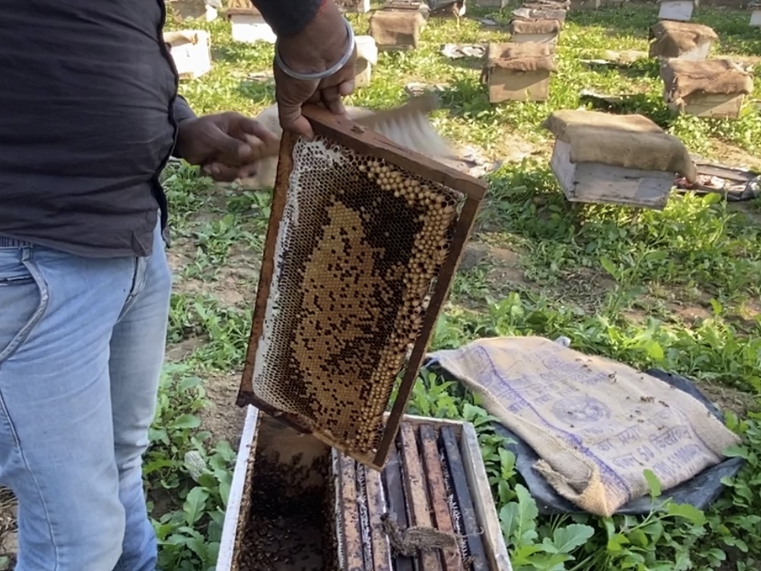 Bhind Beekeeping honey