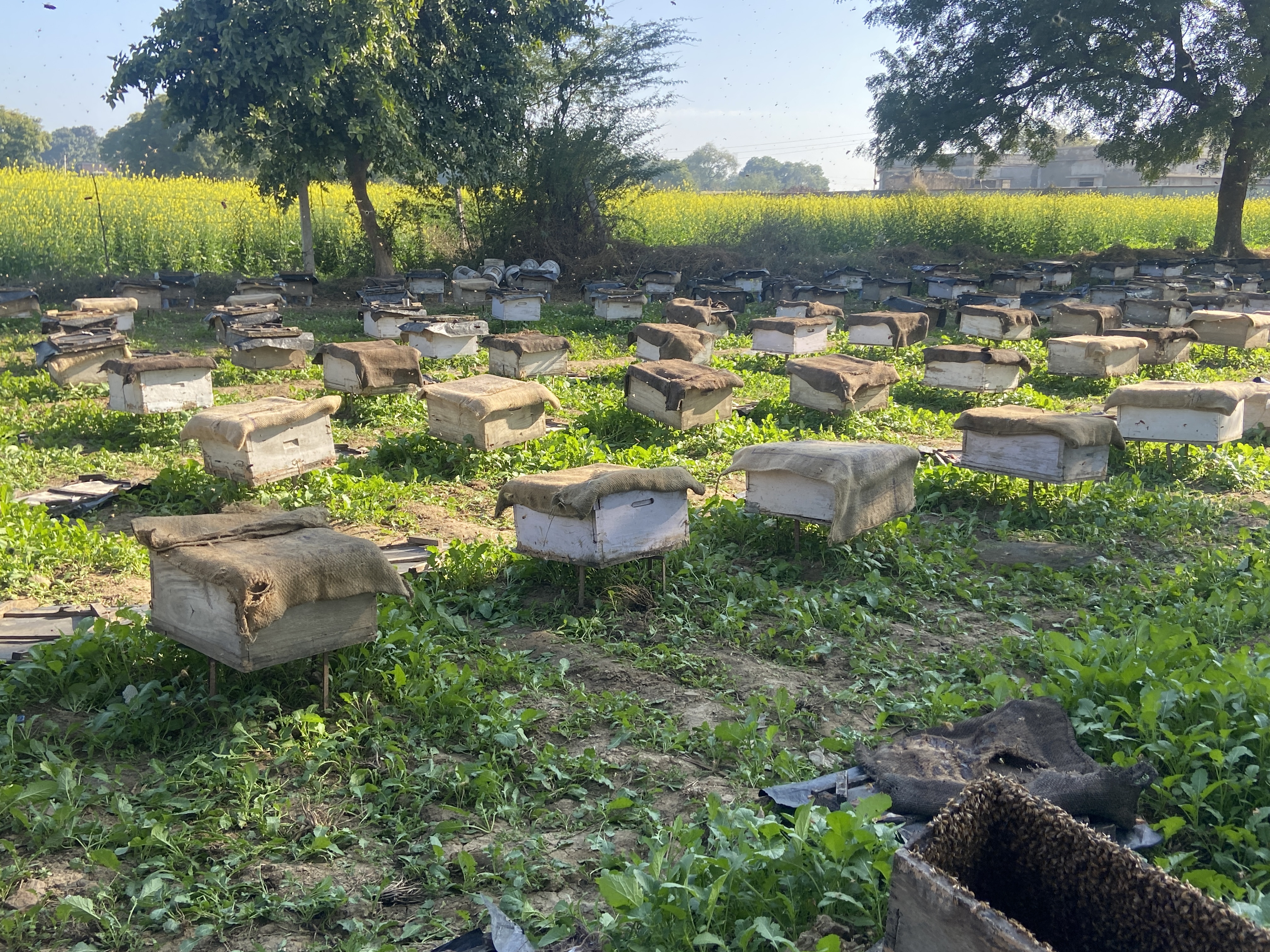 Bhind Beekeeping honey