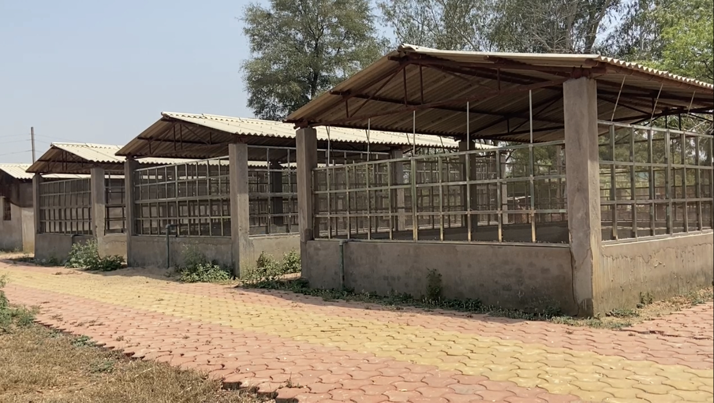 negligence of tortoise rearing scheme in bhind