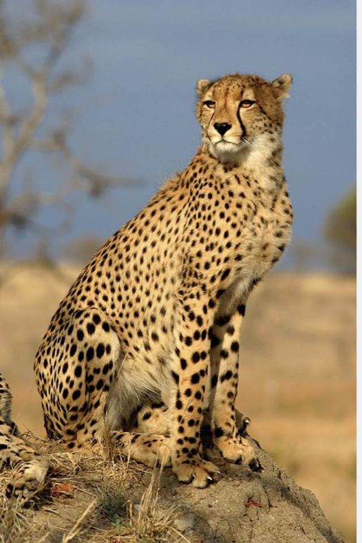 Cheetah Died