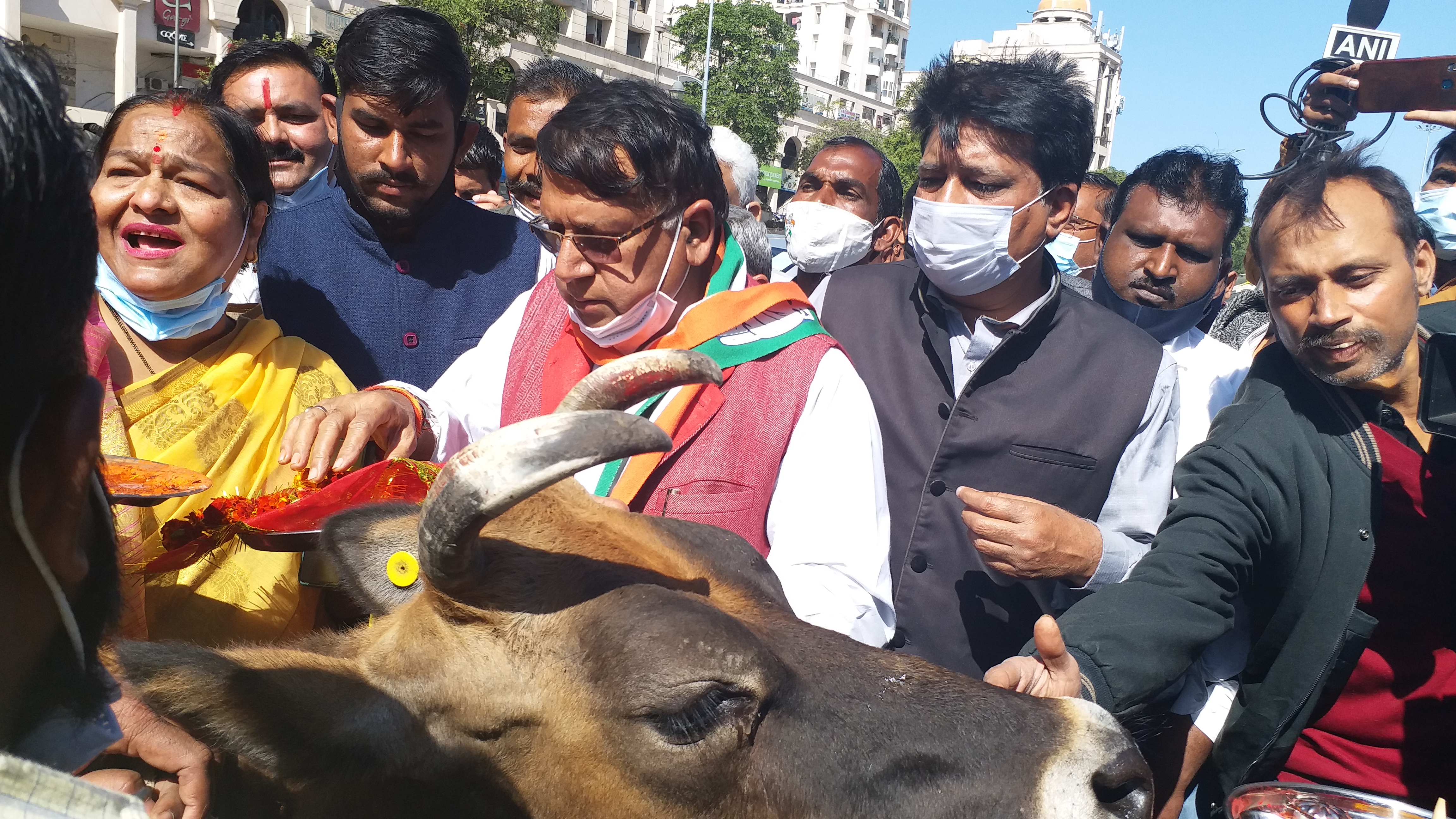 Congress demands CBI probe into death of 800 cows