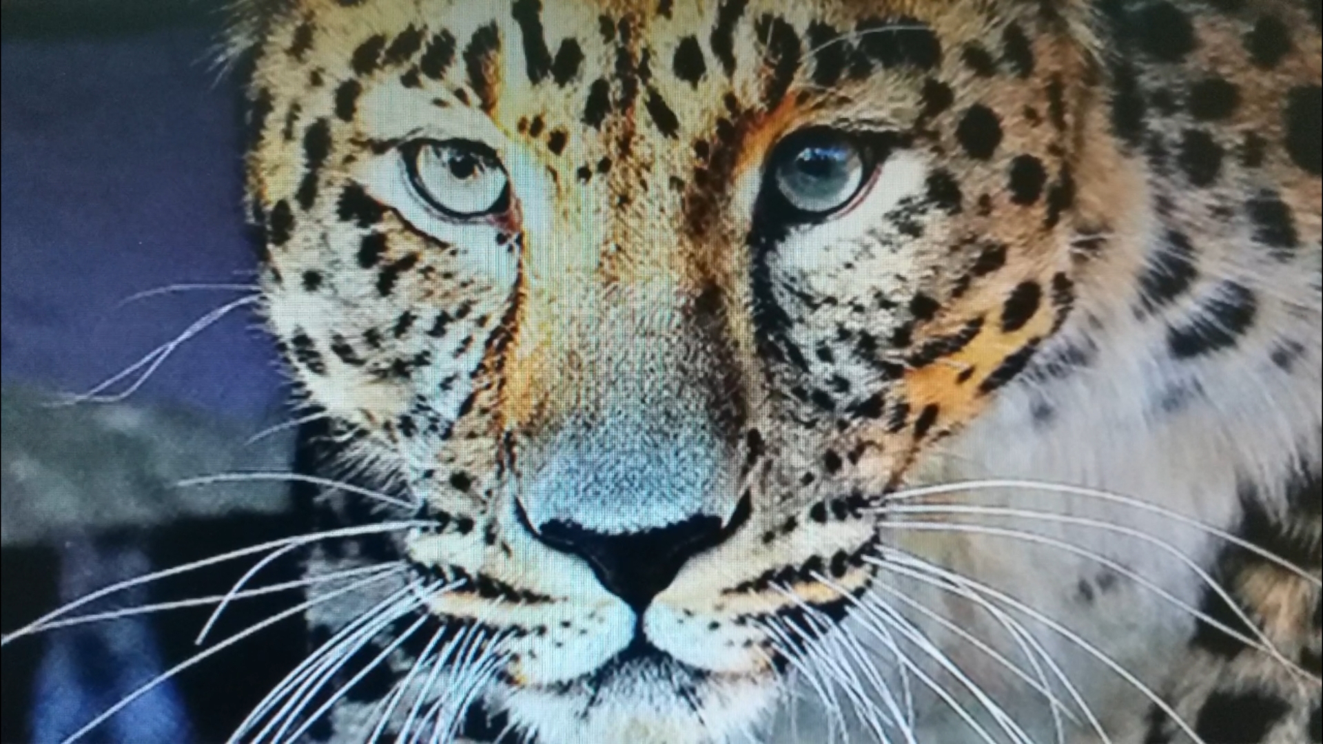 Leopard