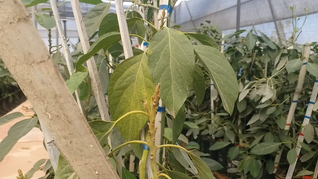 Avocado nursery formula hit