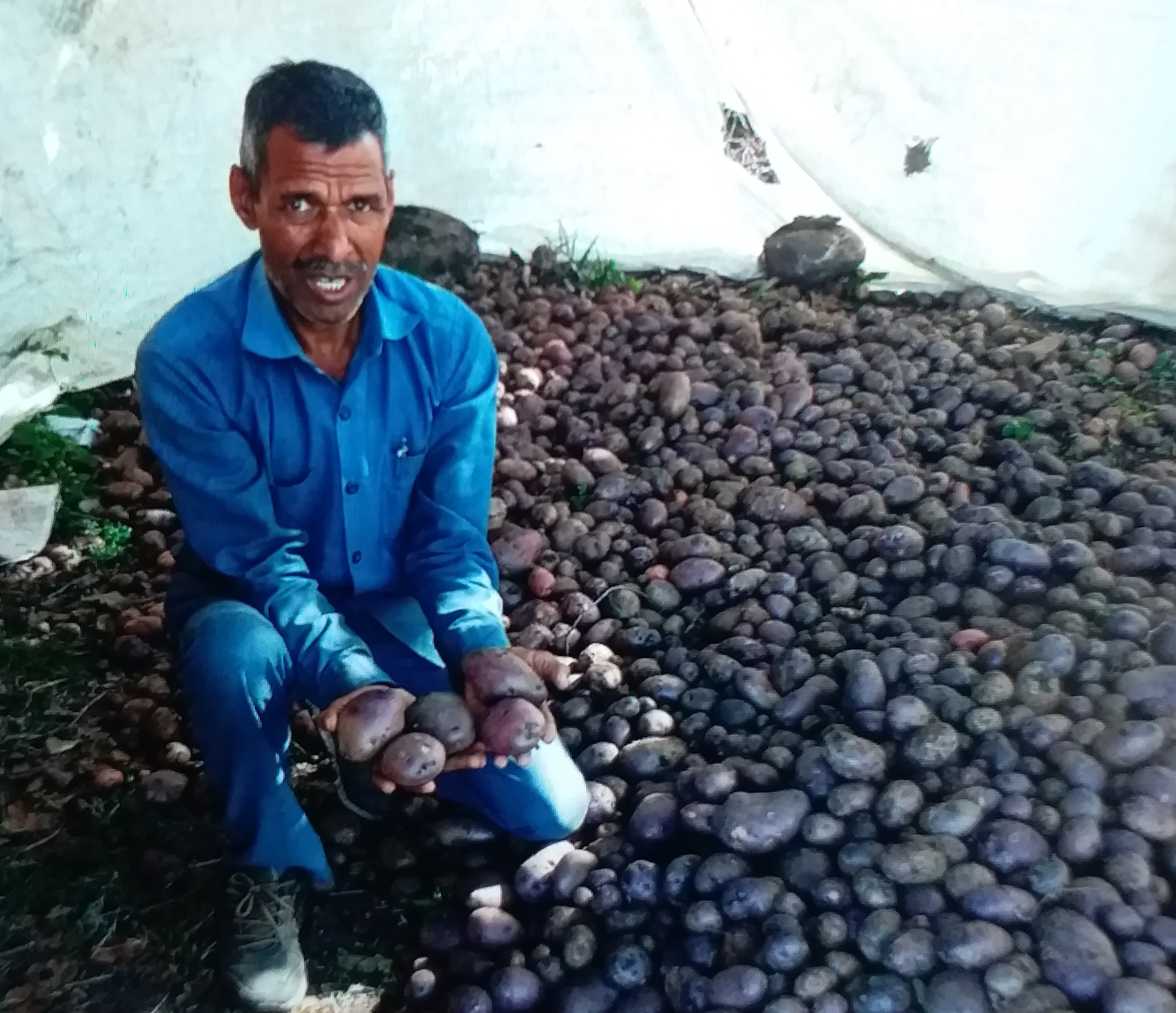 colourful poteto in bhopal