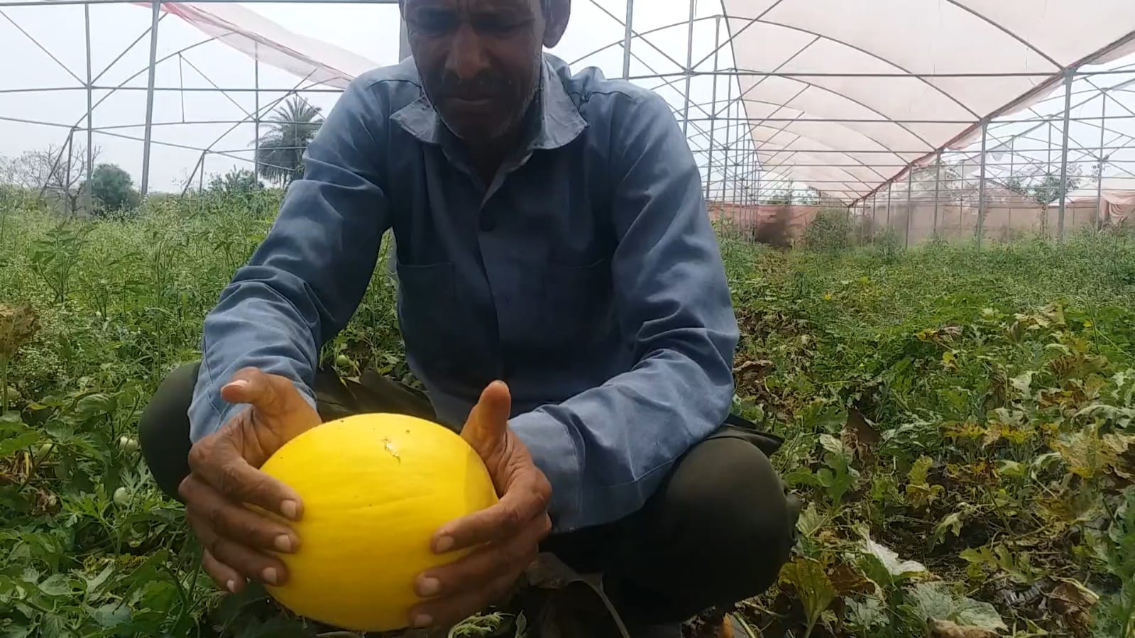 bhopal farmer grows yellow Melon