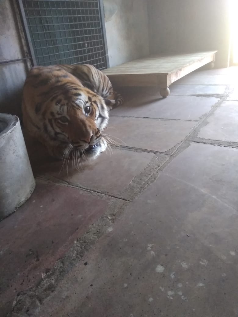 Bhopal Tiger Shifting at Ambani Zoo