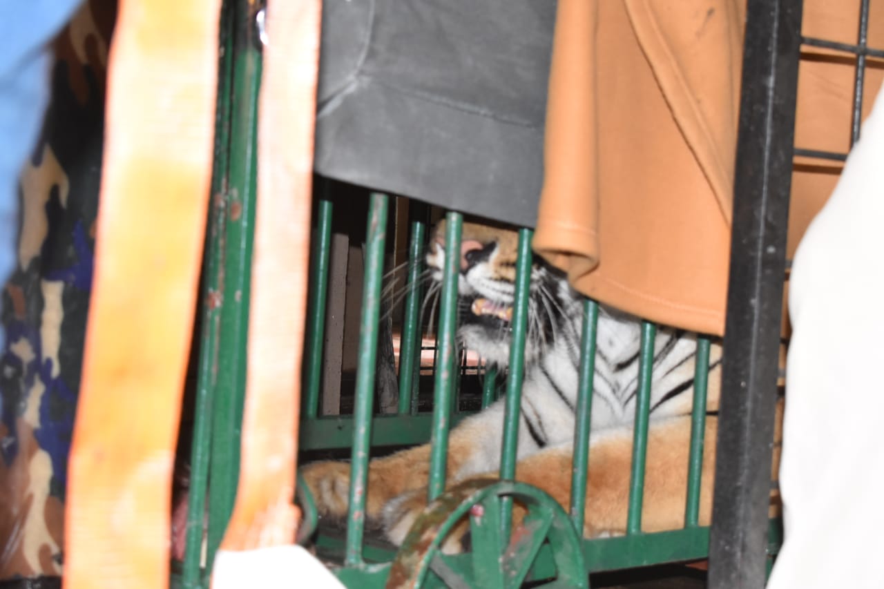 Pancham peeping from the cage