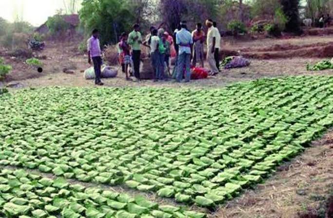 Forest produce collection will begin from April 25