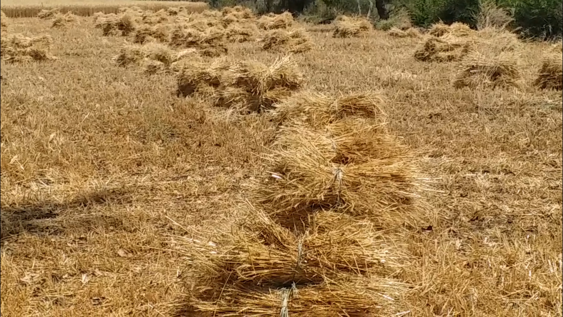 CM Shivraj Congratulates post madhya pradesh tops in wheat procurement in the country