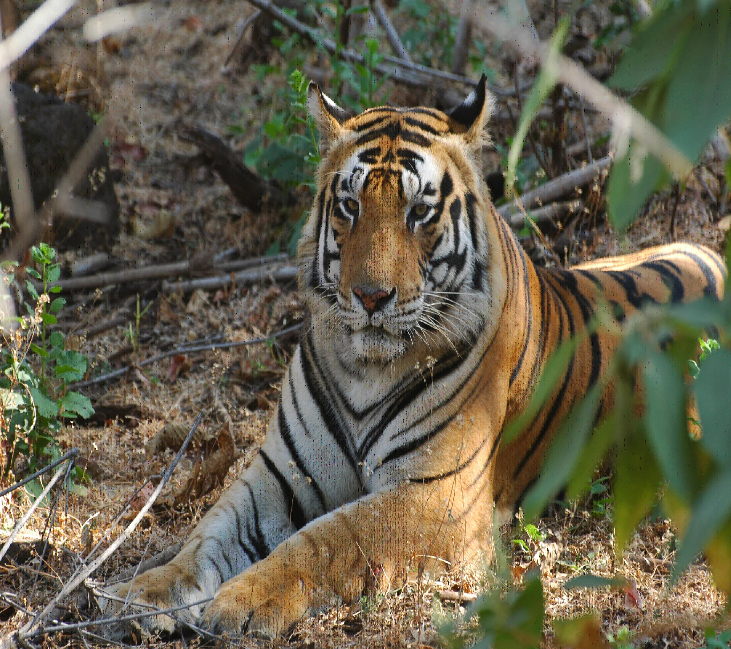 tiger of Kanha National Park