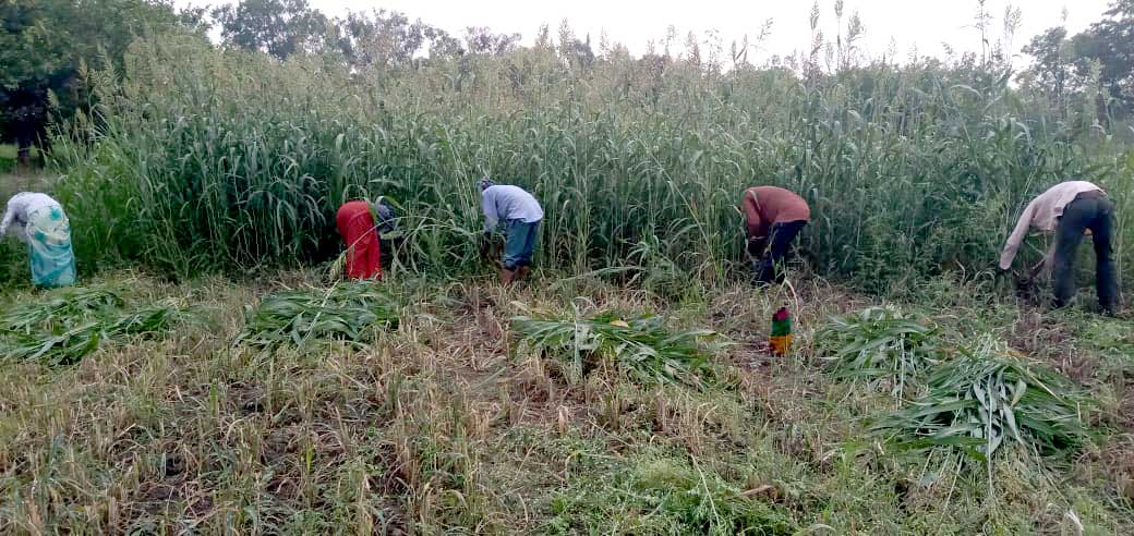 Summer arrangements made for wildlife of Van Vihar  in Bhopal