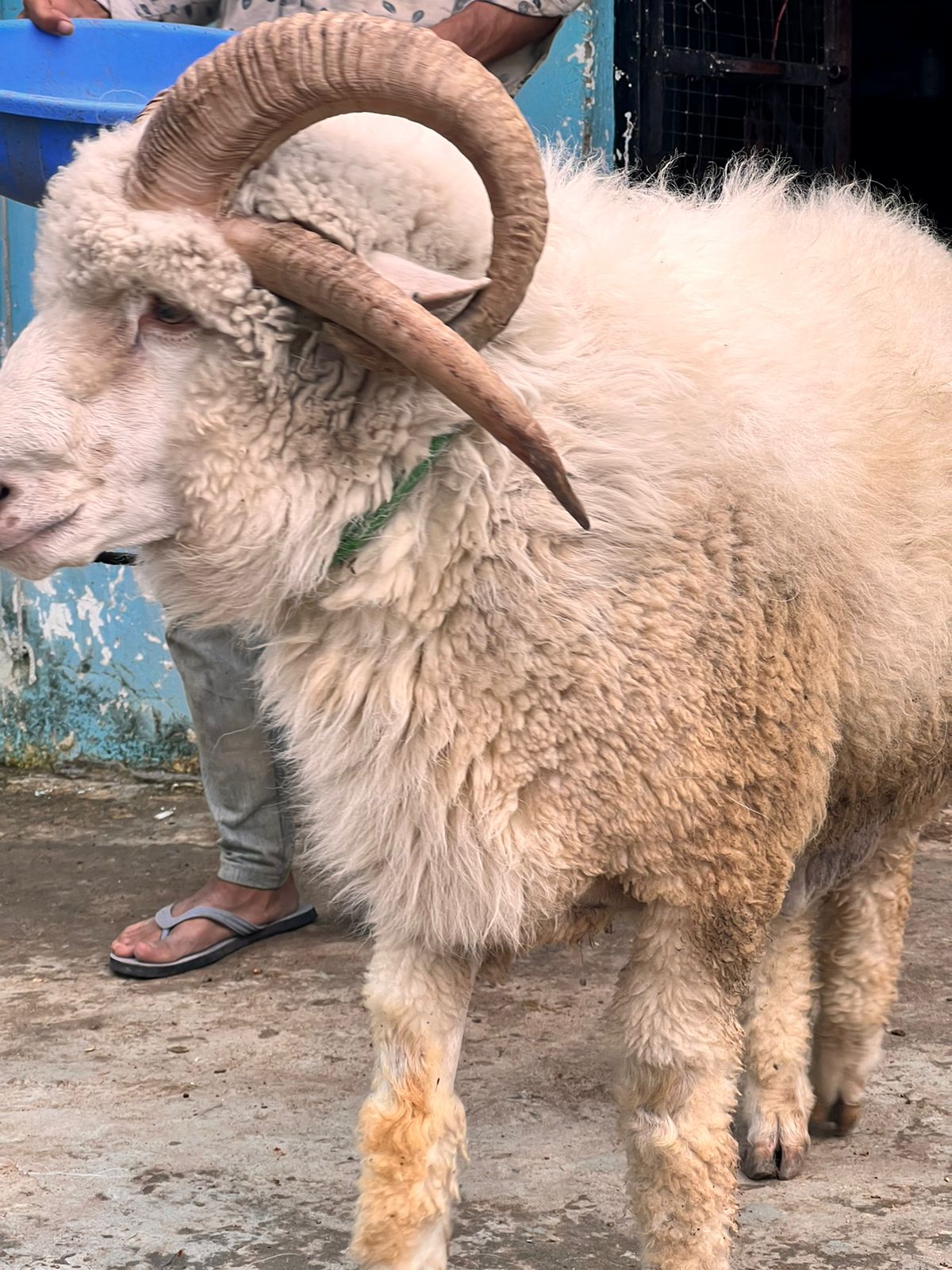 rare goat with 4 horn seen in bhopal