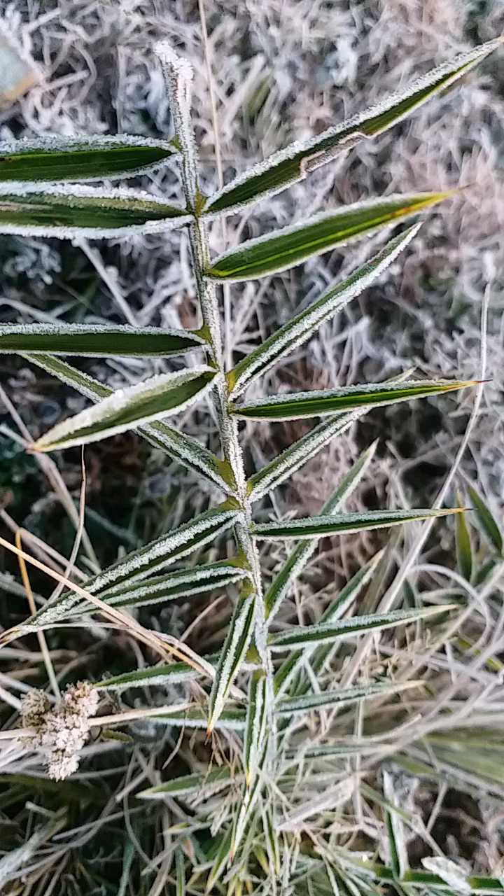 possibility of frost on crops