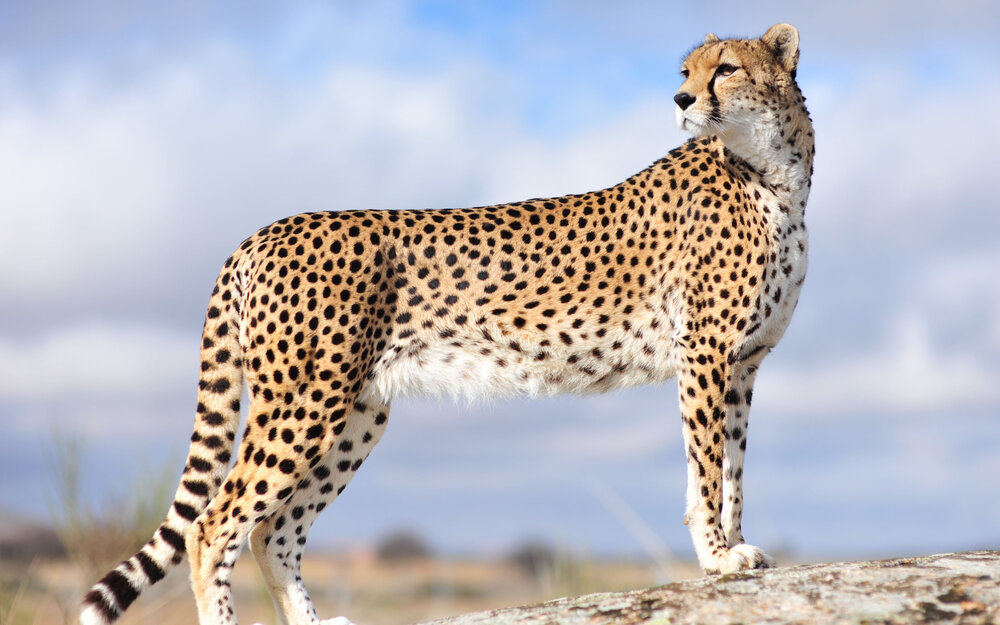 After 70 years see African cheetahs