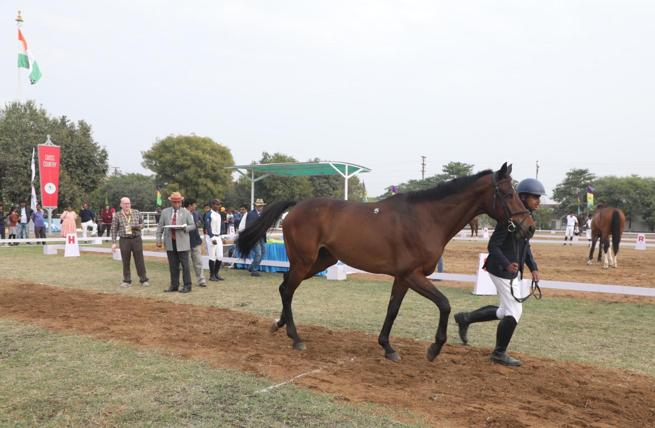 bhopal many horses diet is dry fruits