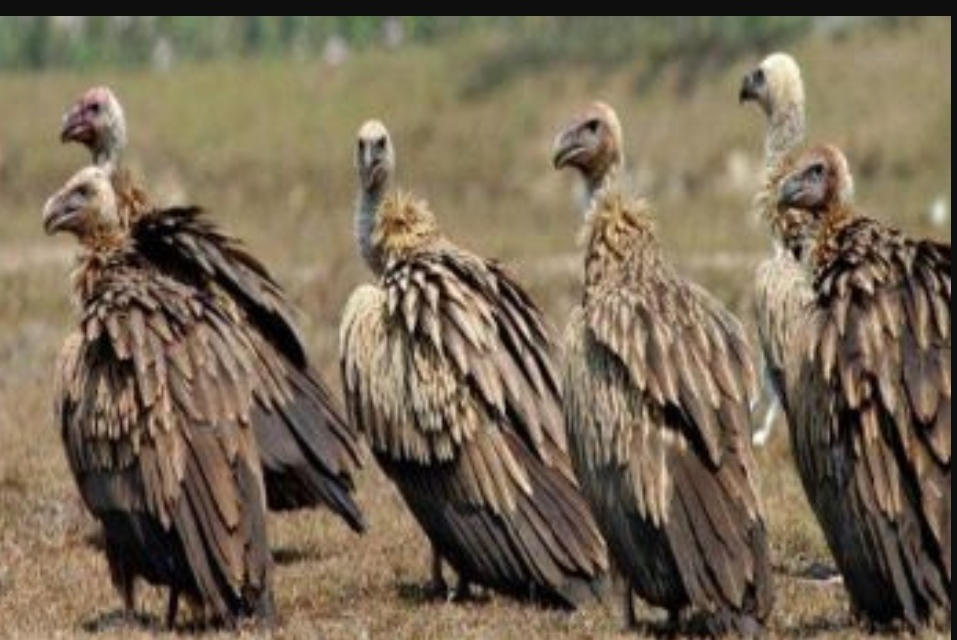 Vultures begin counting