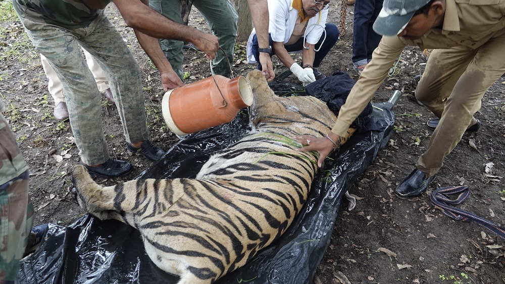 Kanha Tiger Reserve tigress leaves