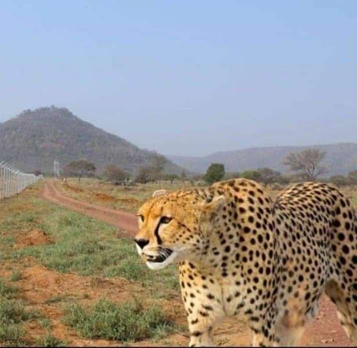 Cheetahs