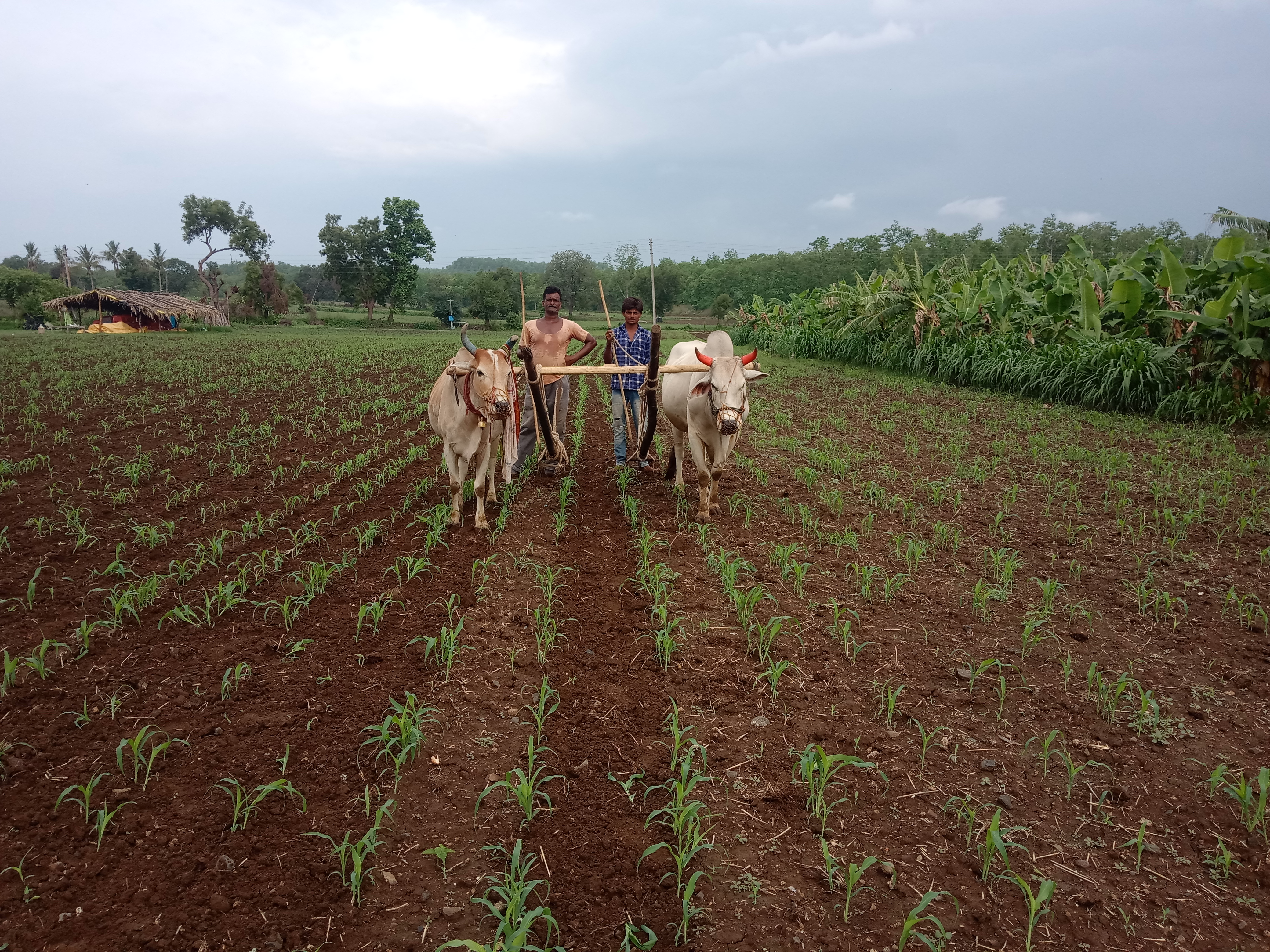 Farmers blossom due to rain in Nepanagar