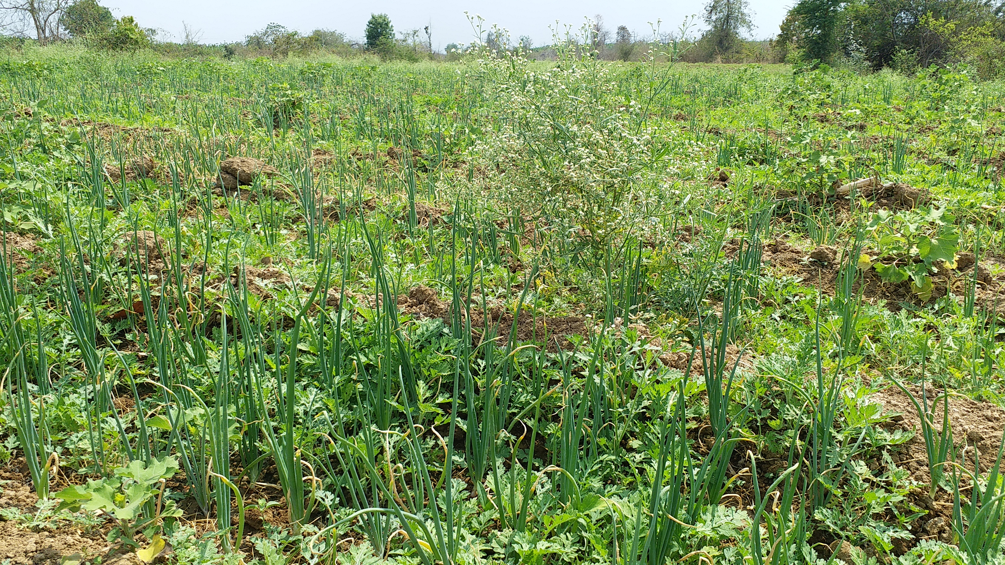 farmers demand home delivery