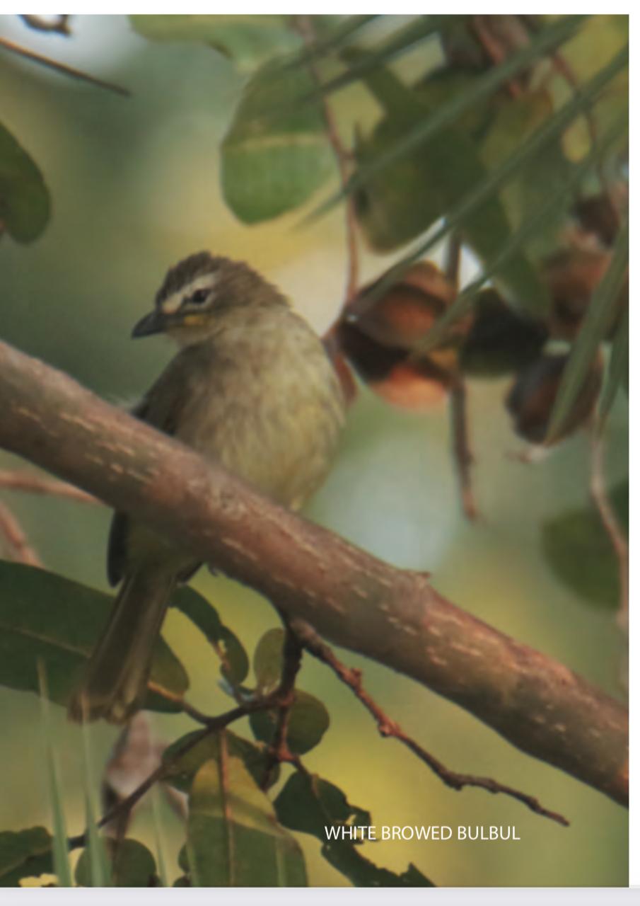 jchhindwara new destination point for bird lovers