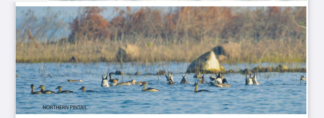 new destination point for bird lovers in mp