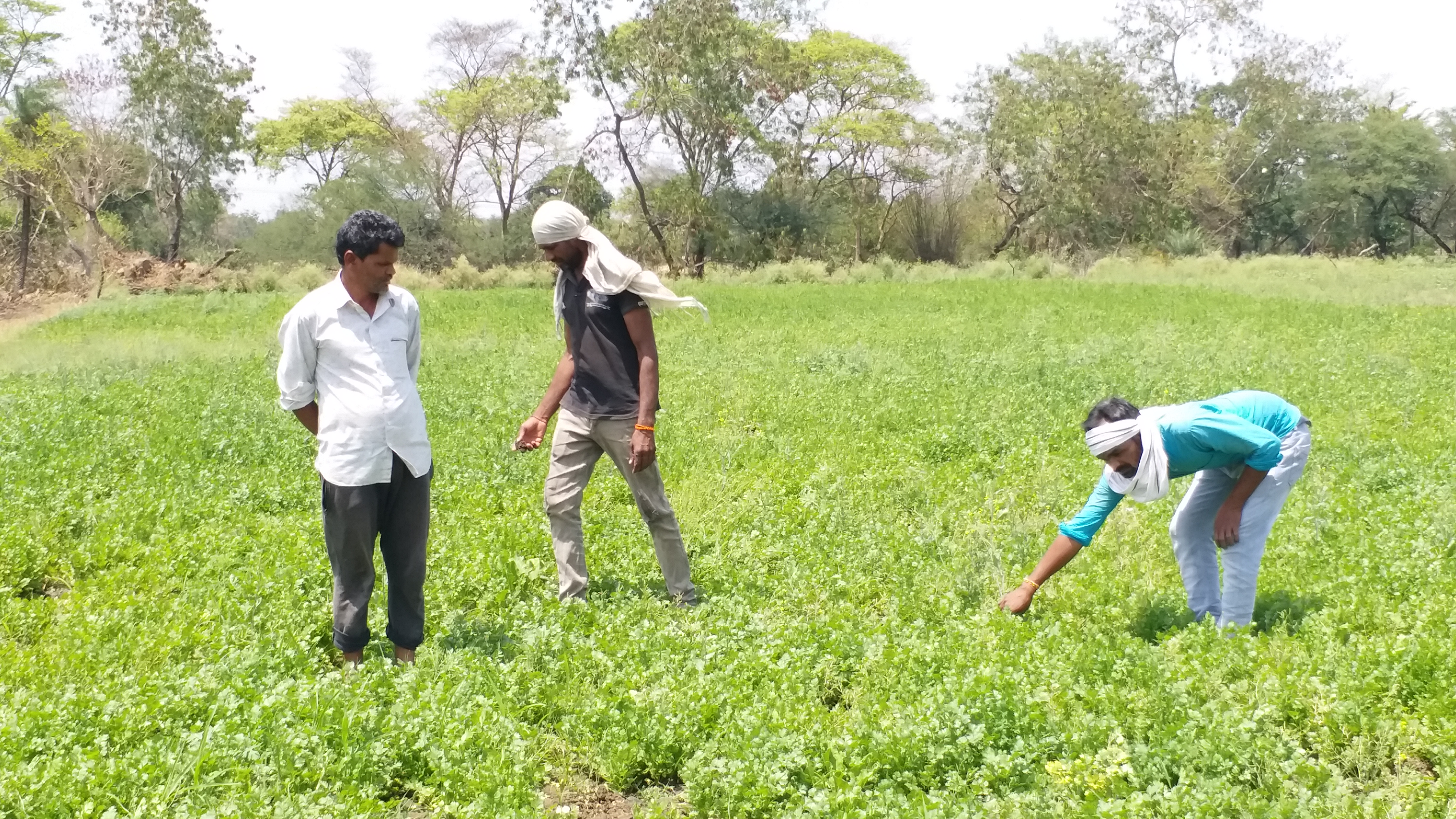 किसानों को हो रहा लाखों रुपए का नुकसान