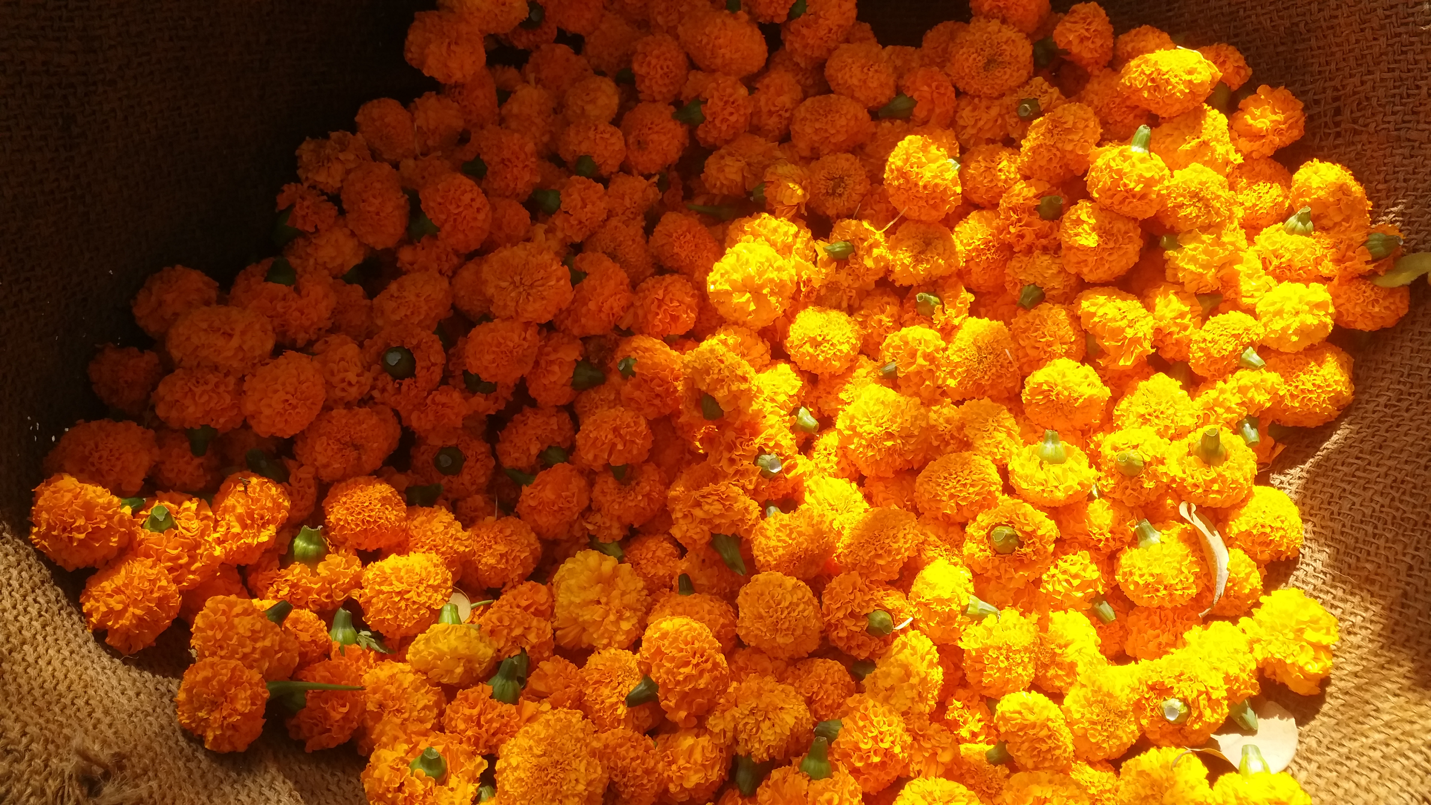 Increase in flower prices on Chaitra Navratri